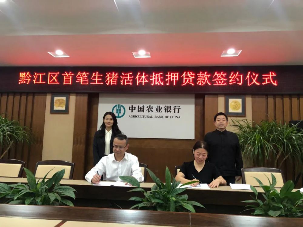▲ 农业银行重庆市分行发放黔江区首笔3000万元生猪活体抵押贷款