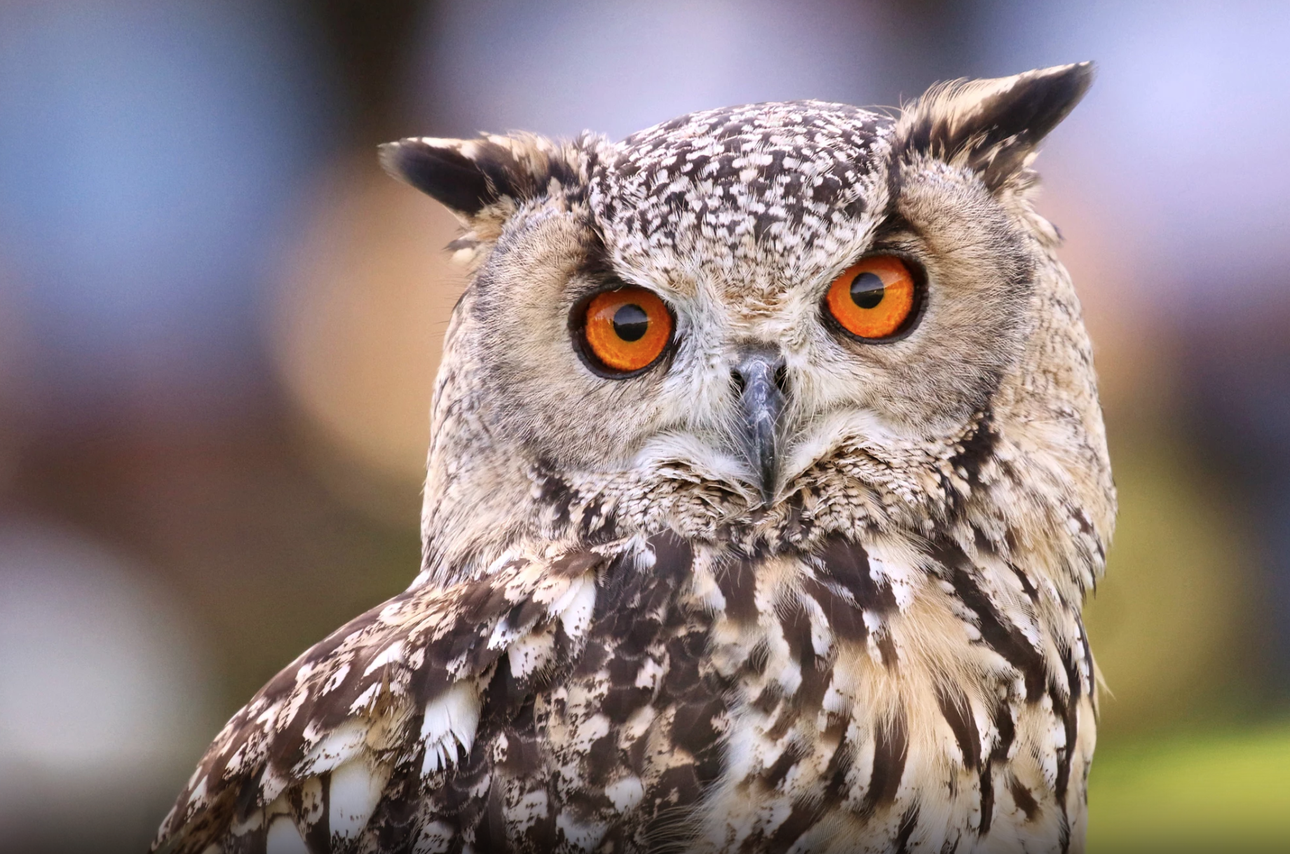 屏幕快照 2018-02-07 15.51.28.png