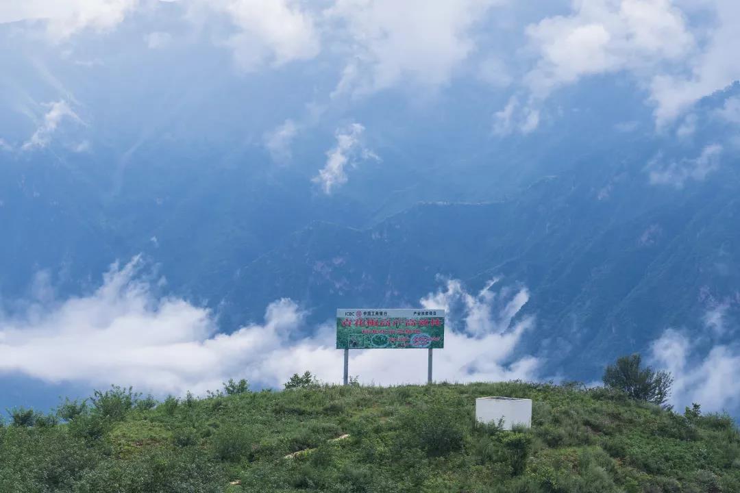 1595903522255024.jpg 4.jpg