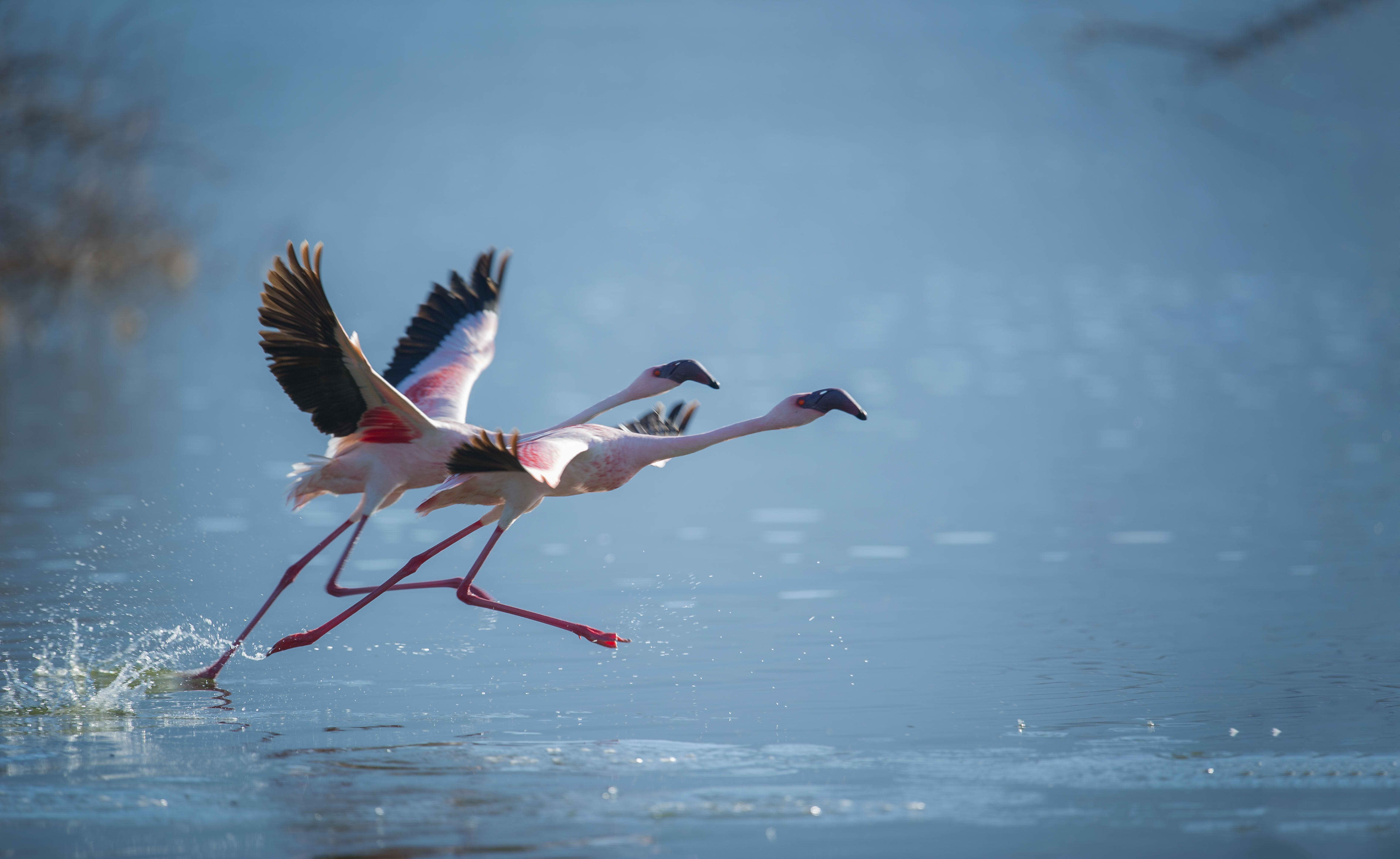 《比翼双飞》 国家摄影  何世红  摄_omni.jpg