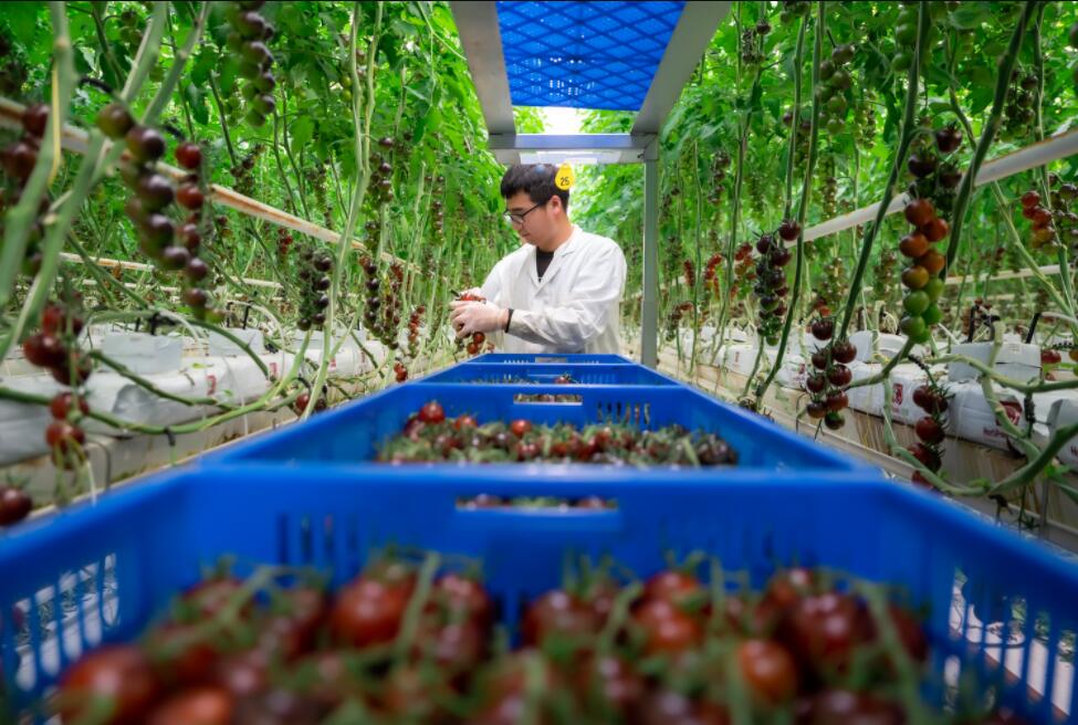 北京农商银行成立乡村振兴部