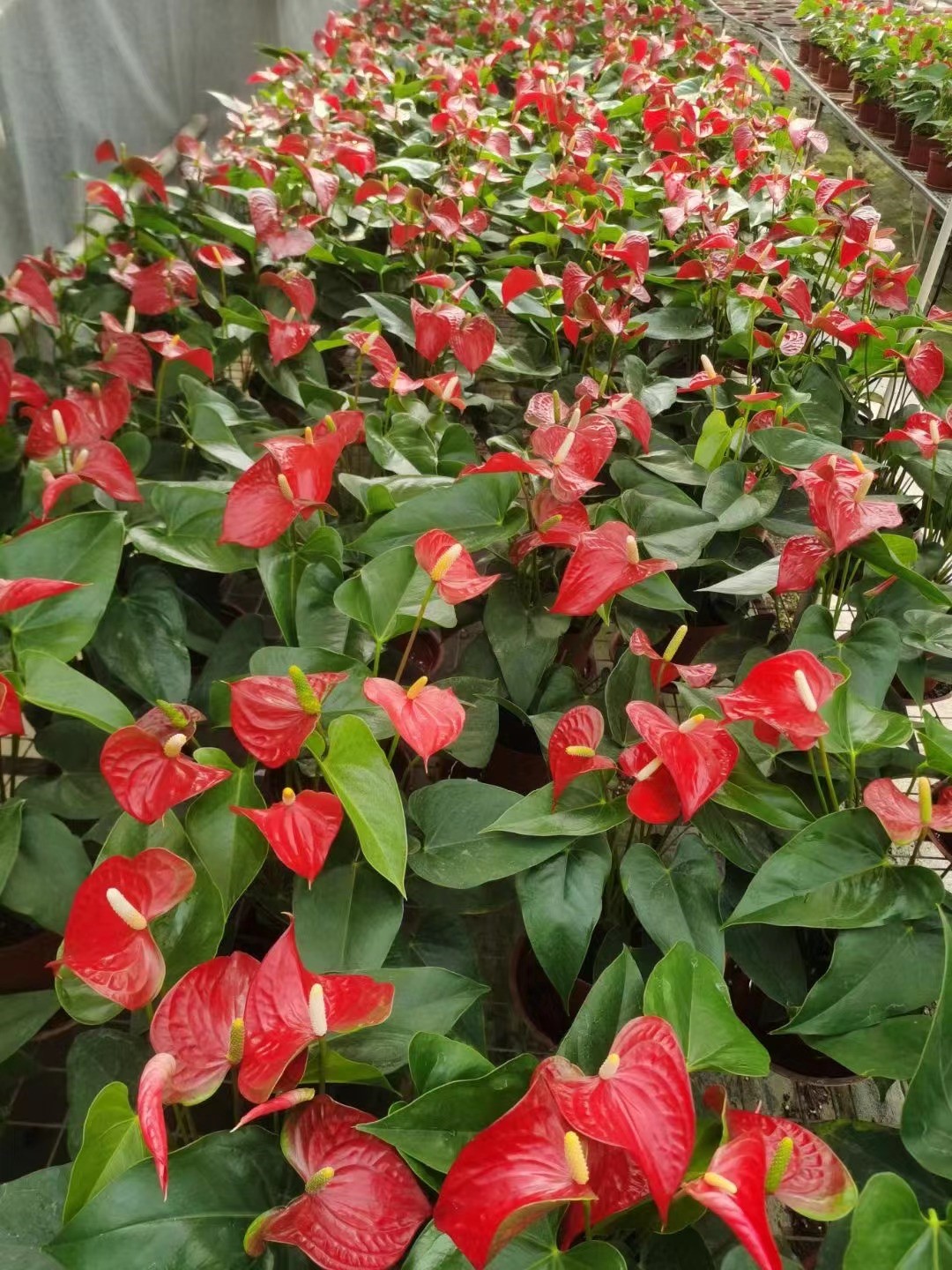 1679989553741052.jpg 2.jpg