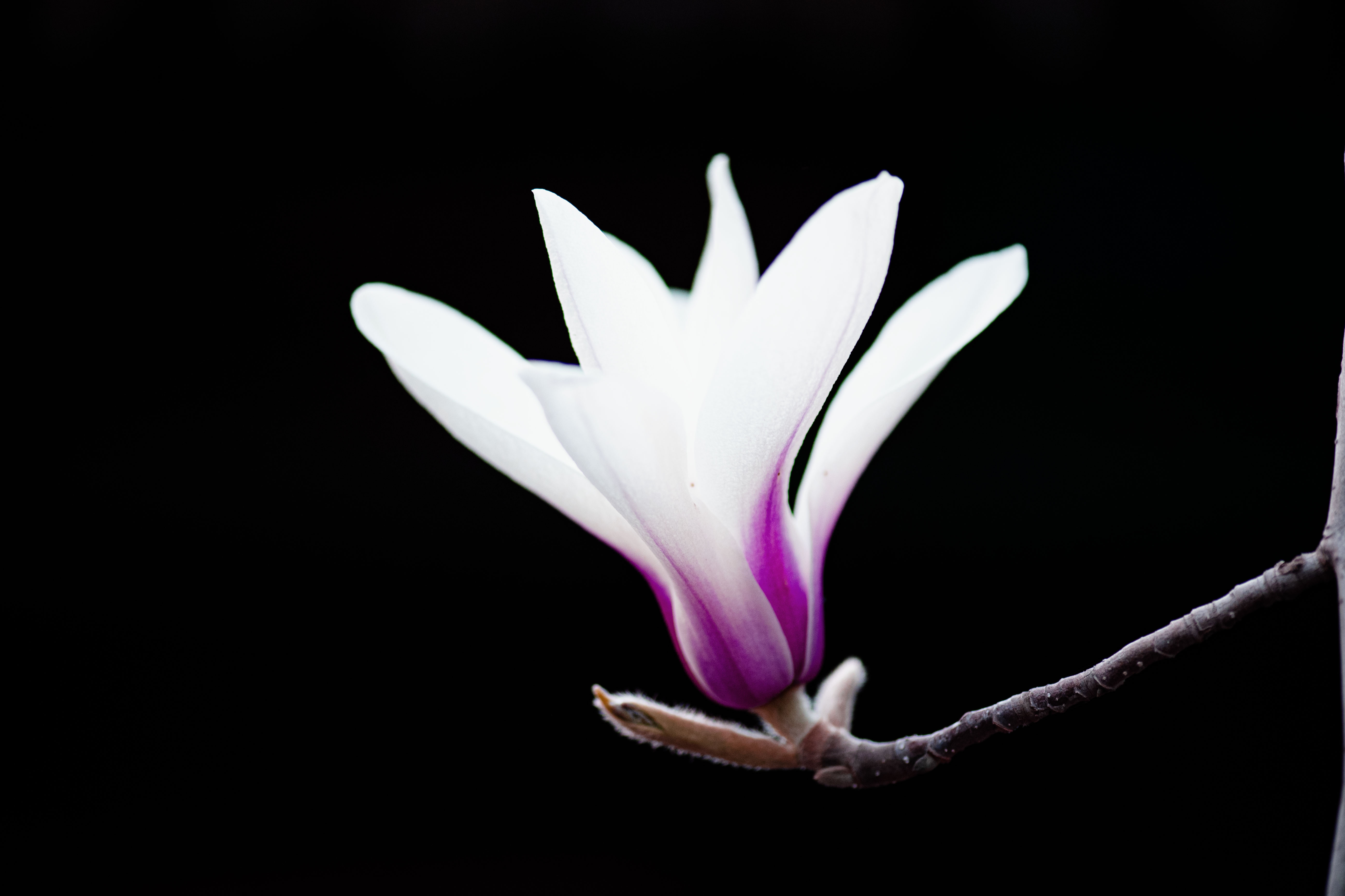 1680344062468917.jpg 2023年3月26日北京大觉寺玉兰花-5.jpg