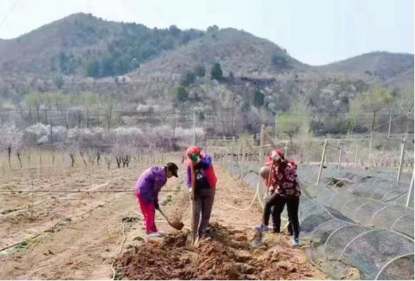 抢抓农时 万象“耕”新 北京农商银行吹响春耕备耕集结号