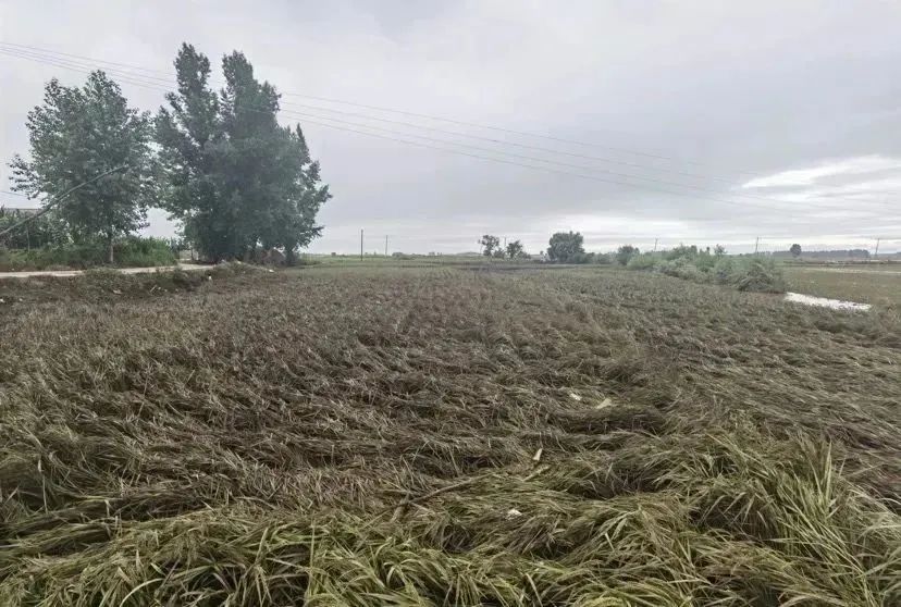 1691466954449137.jpg 640-4.jpg