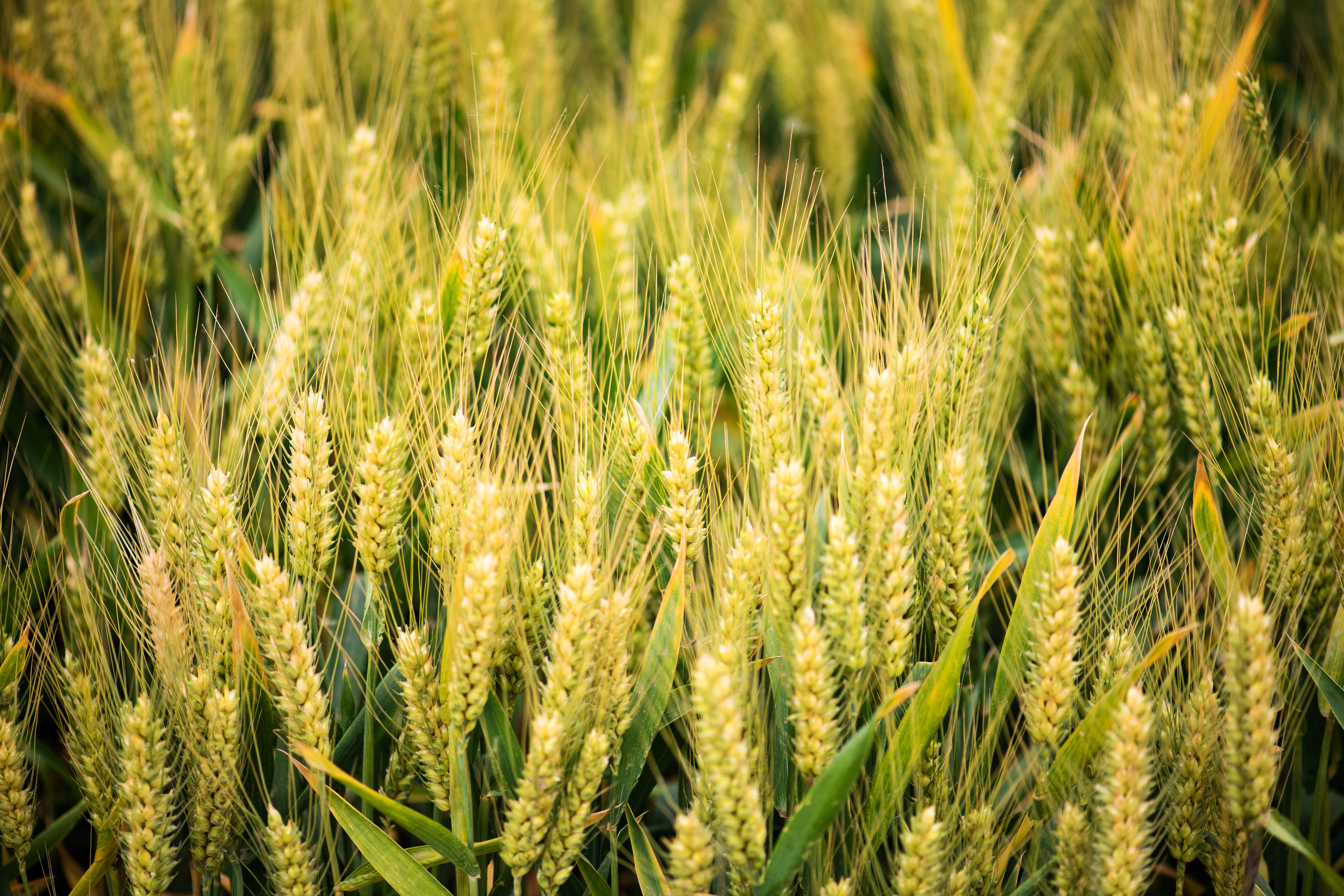 1748823195780841.jpg 1.jpg