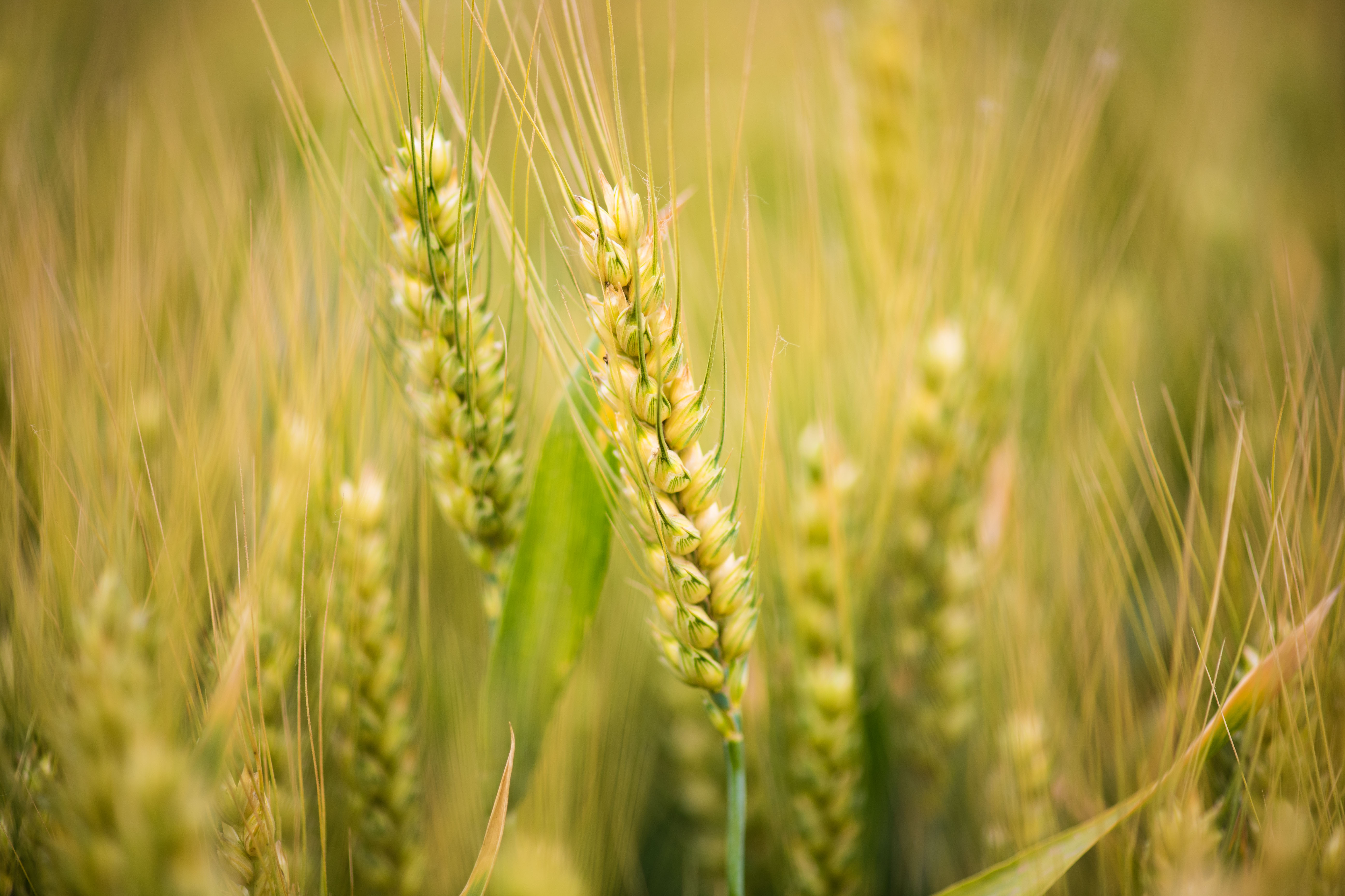 1748823368746827.jpg 2.jpg