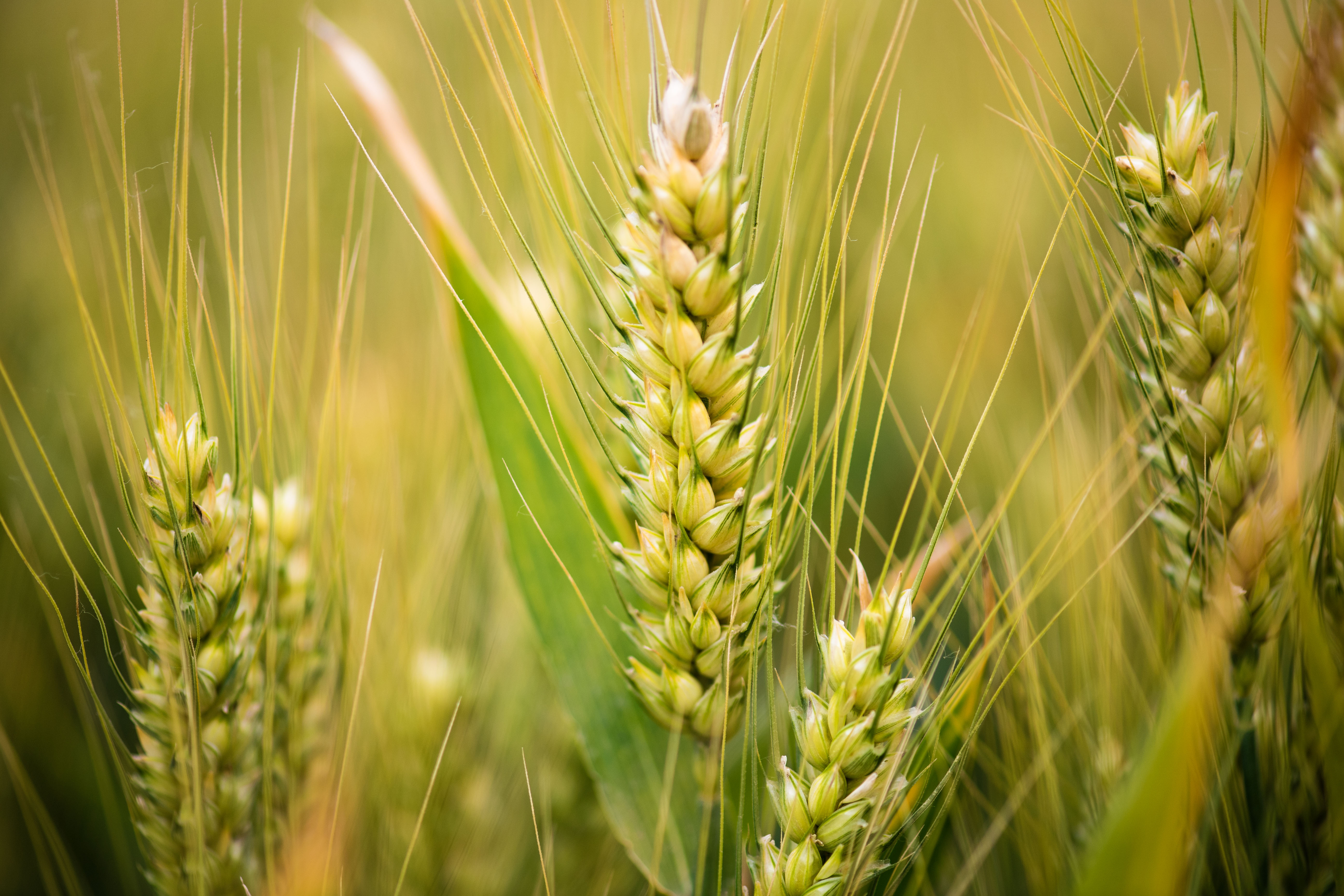 1748823386345083.jpg 3.jpg