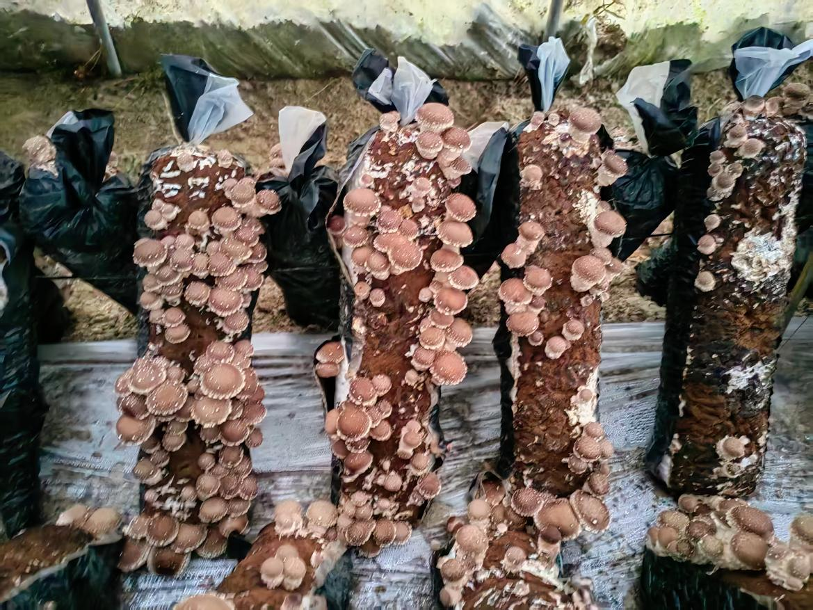 1768978264900505.png 图片6.png