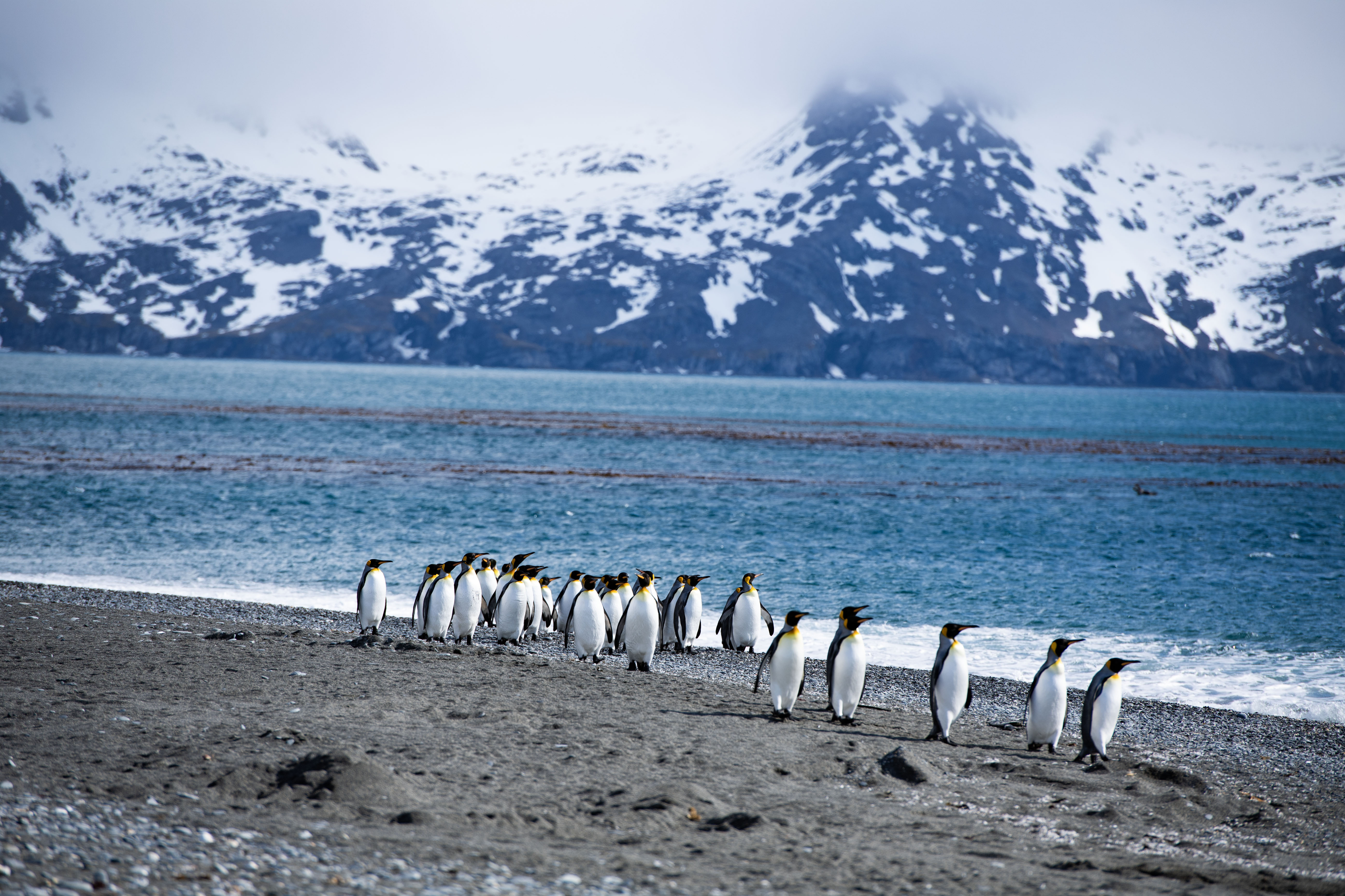 1771116488914406.jpg 南极见闻之三-1.jpg