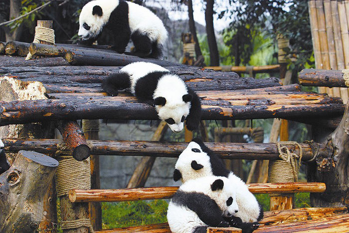 熊猫之家.jpg