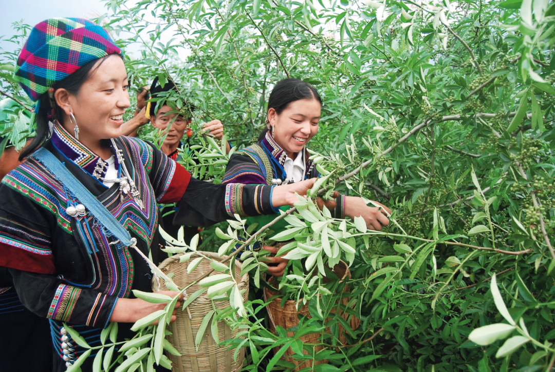 ▲ 在工行定点帮扶的四川省金阳县，贫困群众通过发展青花椒产业脱贫致富。